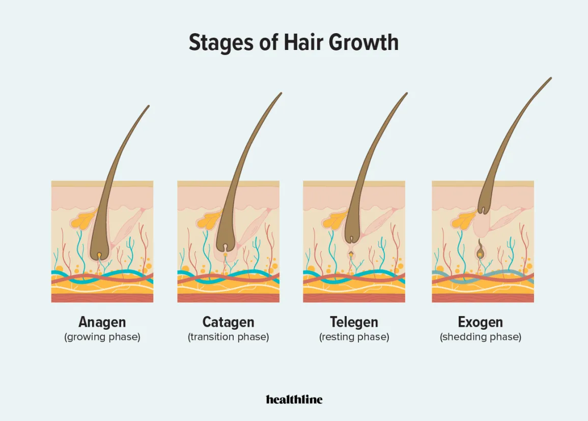 The follicle lifecycle: anagen (growth), catagen (transition), telogen (rest), and exogen (shedding).