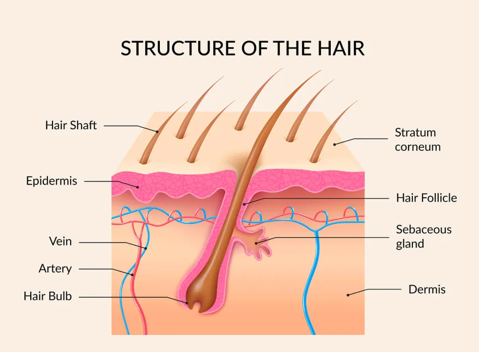 Cross-section of the scalp showing the hair shaft, follicle, sebaceous gland, and dermal papilla.