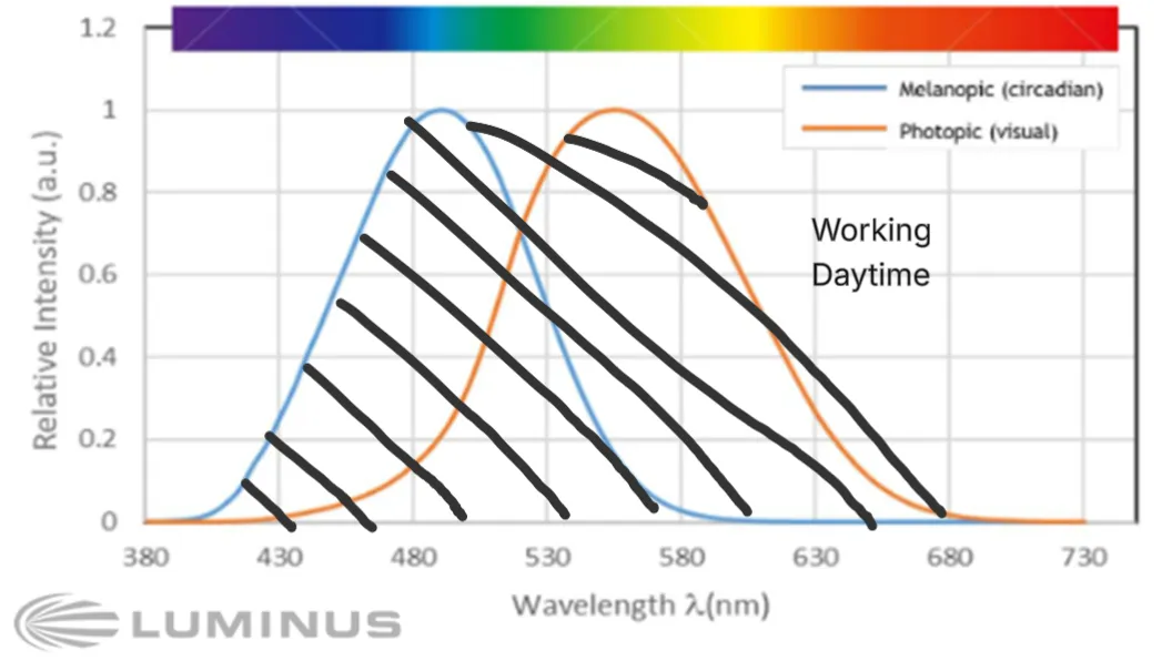 Ideal daytime light spectrum — high melanopic and photopic output across the visible range, mimicking midday sun.